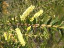 Acacia oxycedrus