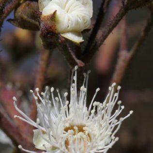 Angophora crassifolia