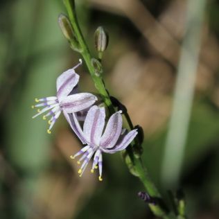 Caesia parviflora var. vittata