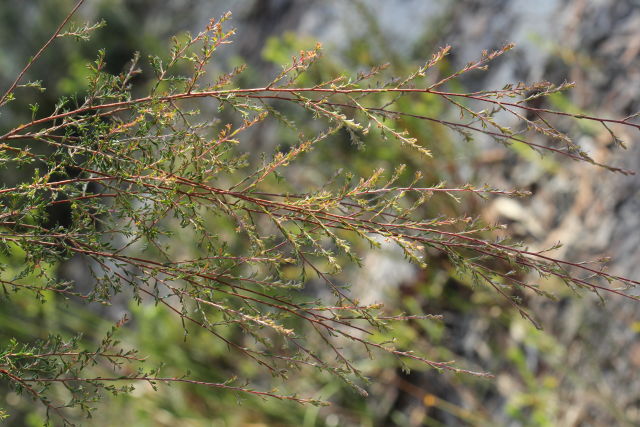 Leptospermum parvifolium