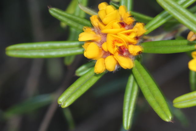 Pultenaea rosmarinifolia