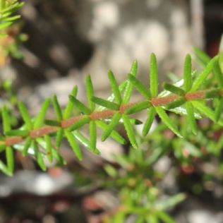 Tetratheca ericifolia