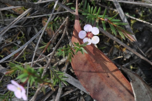 Euryomyrtus ramosissima