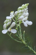 Comesperma ericinum