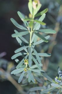 Gompholibium latifolium