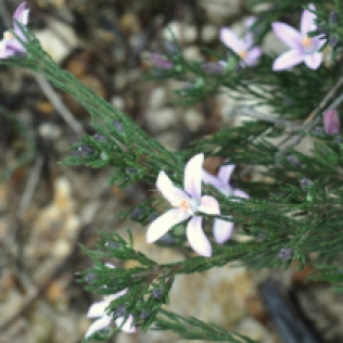 philotheca salsolifolia
