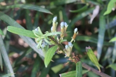 Podocarpus spinulosus