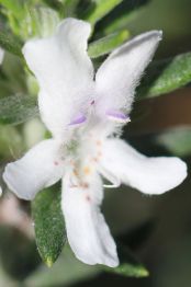 Westringia fruticosa