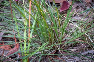 Stylidium graminifolium9